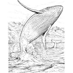 Coloring page: Whale (Animals) #876 - Free Printable Coloring Pages
