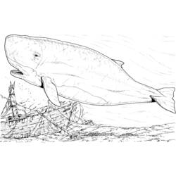 Coloring page: Whale (Animals) #883 - Free Printable Coloring Pages
