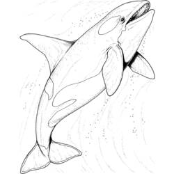 Coloring page: Whale (Animals) #887 - Free Printable Coloring Pages
