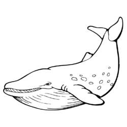 Coloring page: Whale (Animals) #898 - Free Printable Coloring Pages