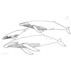 Coloring page: Whale (Animals) #921 - Free Printable Coloring Pages