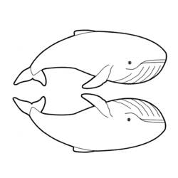 Coloring page: Whale (Animals) #936 - Free Printable Coloring Pages