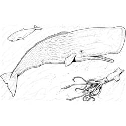 Coloring page: Whale (Animals) #943 - Free Printable Coloring Pages