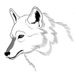 Coloring page: Wolf (Animals) #10528 - Free Printable Coloring Pages