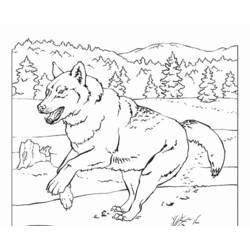Coloring page: Wolf (Animals) #10543 - Free Printable Coloring Pages