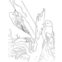Coloring page: Woodpecker (Animals) #16681 - Free Printable Coloring Pages