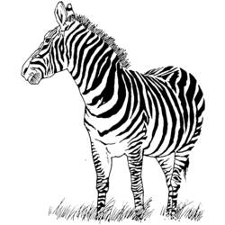 Coloring page: Zebra (Animals) #12949 - Free Printable Coloring Pages