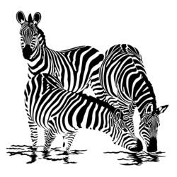 Coloring page: Zebra (Animals) #12955 - Free Printable Coloring Pages