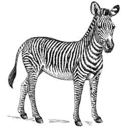 Coloring page: Zebra (Animals) #12960 - Free Printable Coloring Pages