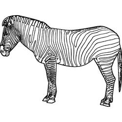 Coloring page: Zebra (Animals) #12961 - Free Printable Coloring Pages