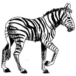 Coloring page: Zebra (Animals) #12962 - Free Printable Coloring Pages
