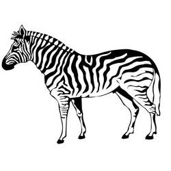 Coloring page: Zebra (Animals) #12963 - Free Printable Coloring Pages