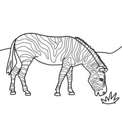 Coloring page: Zebra (Animals) #13035 - Free Printable Coloring Pages