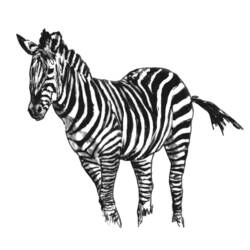 Coloring page: Zebra (Animals) #13036 - Free Printable Coloring Pages