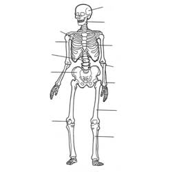 Coloring page: Skeleton (Characters) #147522 - Free Printable Coloring Pages