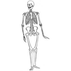 Coloring page: Skeleton (Characters) #147528 - Free Printable Coloring Pages