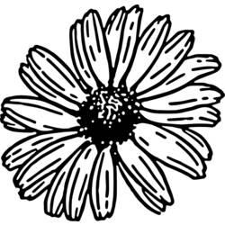 Coloring page: Daisy (Nature) #161507 - Free Printable Coloring Pages