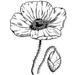 Coloring page: Poppy (Nature) #162446 - Free Printable Coloring Pages