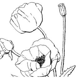 Coloring page: Poppy (Nature) #162449 - Free Printable Coloring Pages
