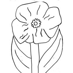 Coloring page: Poppy (Nature) #162455 - Free Printable Coloring Pages