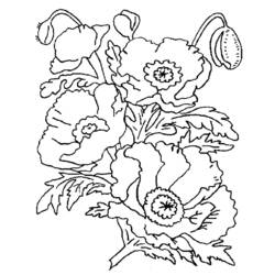 Coloring page: Poppy (Nature) #162457 - Free Printable Coloring Pages