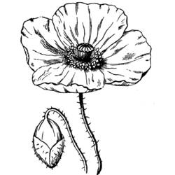 Coloring page: Poppy (Nature) #162465 - Free Printable Coloring Pages