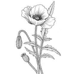 Coloring page: Poppy (Nature) #162483 - Free Printable Coloring Pages
