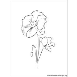 Coloring page: Poppy (Nature) #162487 - Free Printable Coloring Pages