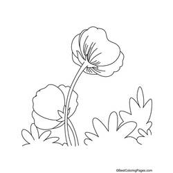 Coloring page: Poppy (Nature) #162490 - Free Printable Coloring Pages