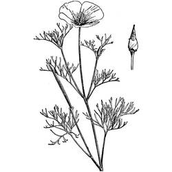 Coloring page: Poppy (Nature) #162507 - Free Printable Coloring Pages