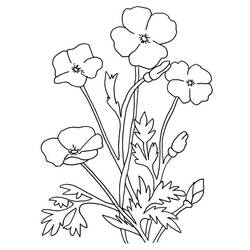 Coloring page: Poppy (Nature) #162512 - Free Printable Coloring Pages