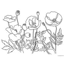 Coloring page: Poppy (Nature) #162513 - Free Printable Coloring Pages