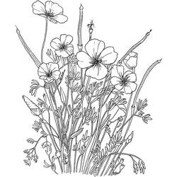Coloring page: Poppy (Nature) #162521 - Free Printable Coloring Pages