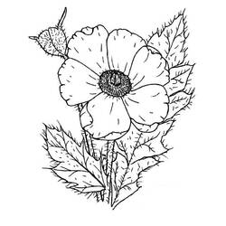 Coloring page: Poppy (Nature) #162523 - Free Printable Coloring Pages