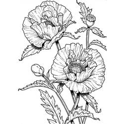 Coloring page: Poppy (Nature) #162535 - Free Printable Coloring Pages