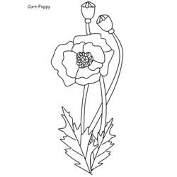 Coloring page: Poppy (Nature) #162548 - Free Printable Coloring Pages