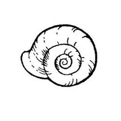 Coloring page: Shell (Nature) #163234 - Free Printable Coloring Pages
