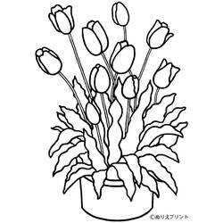 Coloring page: Tulip (Nature) #161649 - Free Printable Coloring Pages