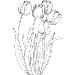 Coloring page: Tulip (Nature) #161658 - Free Printable Coloring Pages