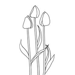 Coloring page: Tulip (Nature) #161667 - Free Printable Coloring Pages