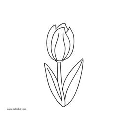 Coloring page: Tulip (Nature) #161723 - Free Printable Coloring Pages