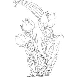 Coloring page: Tulip (Nature) #161737 - Free Printable Coloring Pages