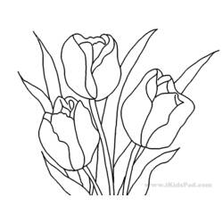 Coloring page: Tulip (Nature) #161768 - Free Printable Coloring Pages