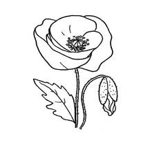 Mohn - Kostenlose Ausmalbilder zum Ausdrucken