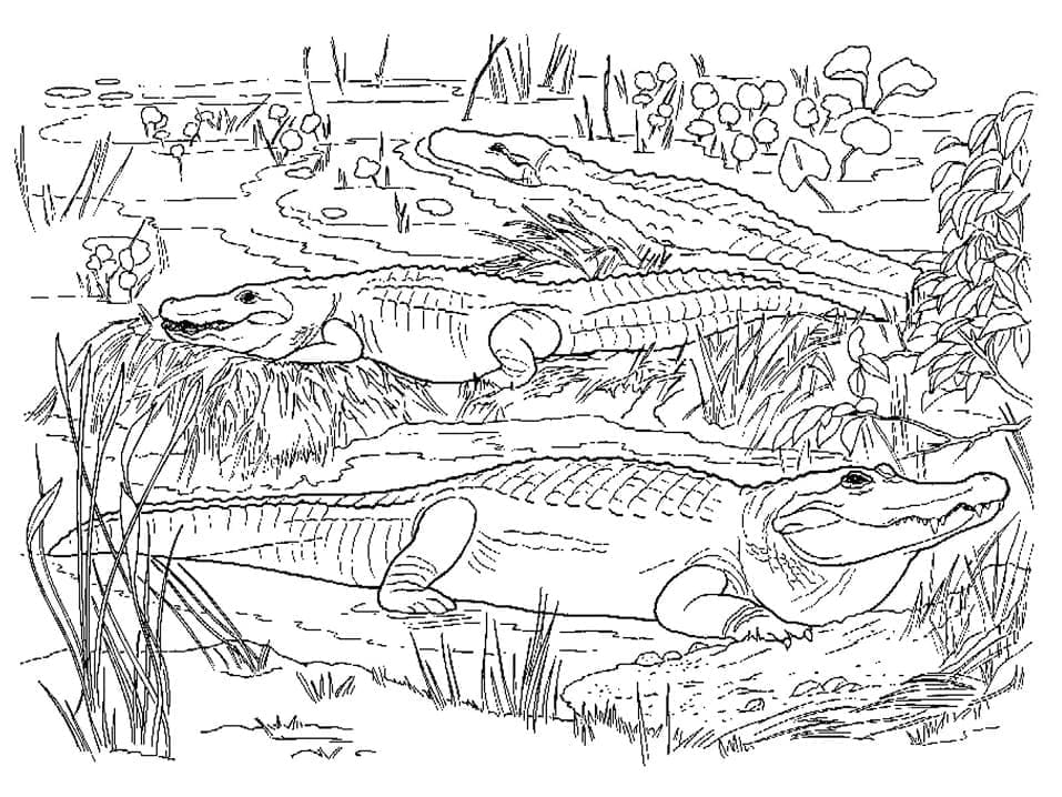 Free printable Alligator coloring page #210220 from Animals collection
