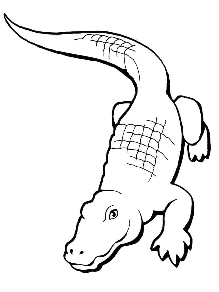 Free printable Alligator coloring page #210222 from Animals collection
