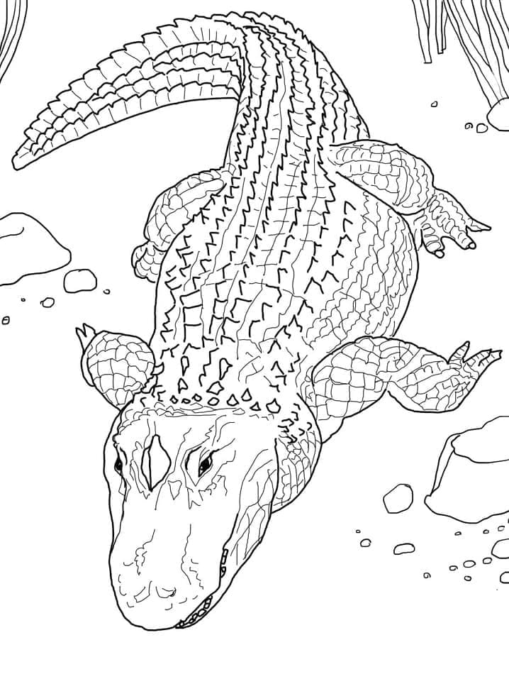Free printable Alligator coloring page #210223 from Animals collection