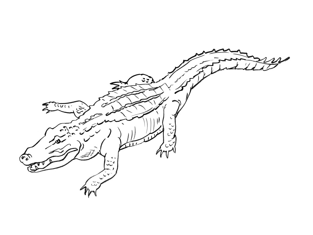 Coloring page: Alligator (Animals) #470 - Free Printable Coloring Pages