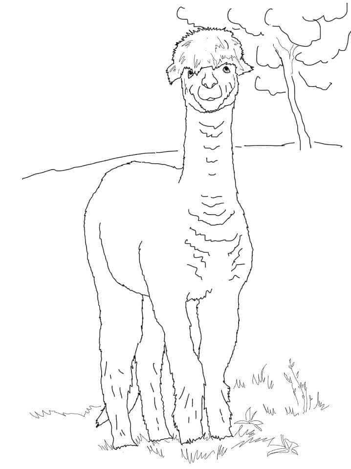 Free printable Alpaca coloring page #217302 from Animals collection