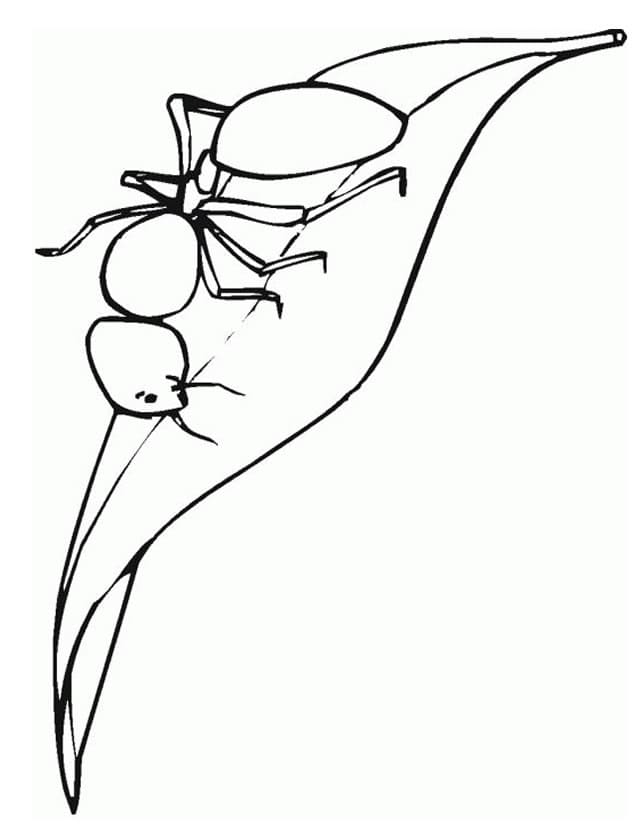 Free printable Ant coloring page #196463 from Animals collection